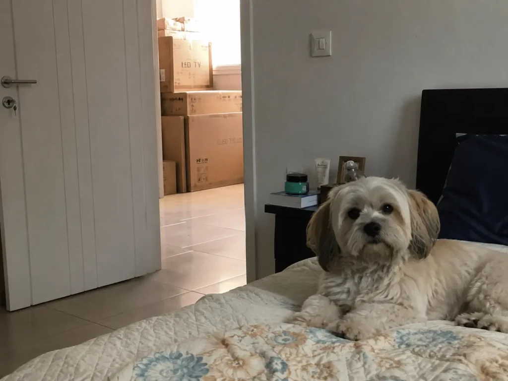 Moving day with pets Dubai safe room setup